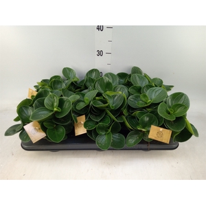 Peperomia obt. 'Red Canyon'