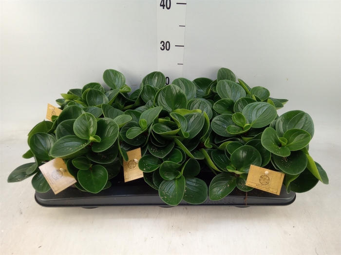 <h4>Peperomia obt. 'Red Canyon'</h4>