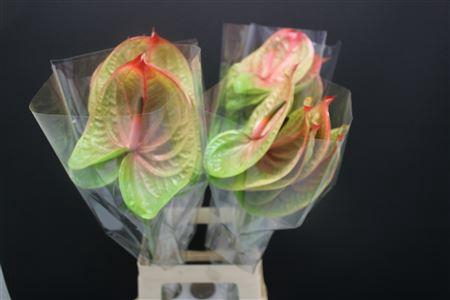 <h4>Anthurium Licosa</h4>