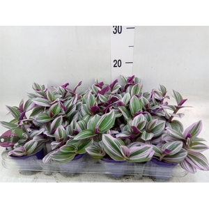 Tradescantia cerinth. 'Nanouk'