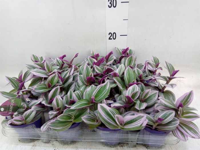 <h4>Tradescantia cerinth. 'Nanouk'</h4>