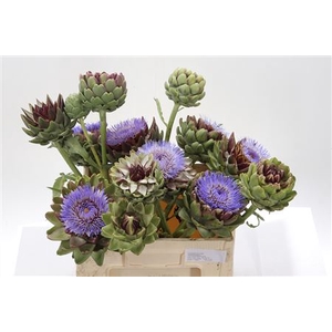 Cynara Sc Green Glob