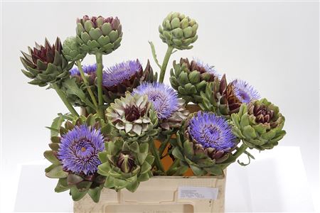 <h4>Cynara Sc Green Glob</h4>