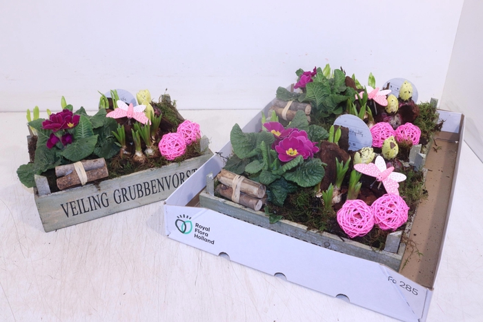 <h4>ARR TUINPLANTEN</h4>