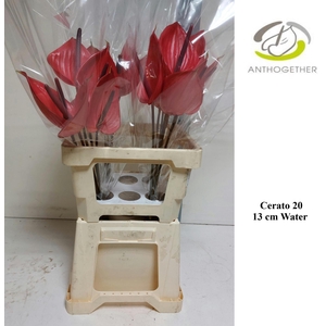ANTH A CERATO 20 13 cm Water