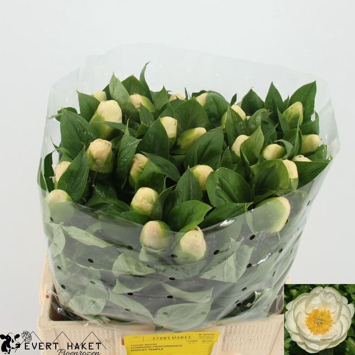 <h4>Paeonia prairie moon</h4>