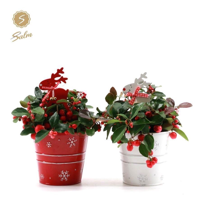 <h4>Gaultheria pr. 'Big Berry'® P10 in Zinc X-mas Duo + Reindeer</h4>