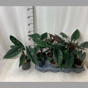 ALOC SCALPRUM