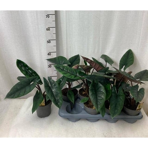 ALOC SCALPRUM