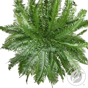 Umbrella Fern