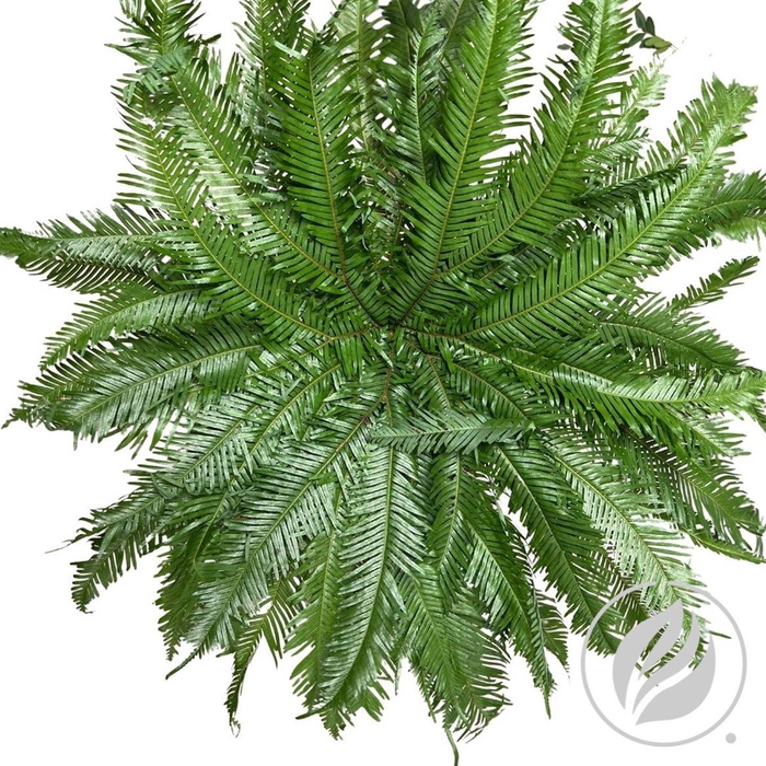<h4>Umbrella Fern</h4>