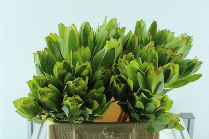 <h4>Leucad Saf Goldstrik</h4>