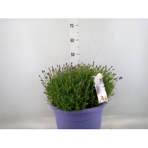 Lavandula angus. 'Essence Pure'
