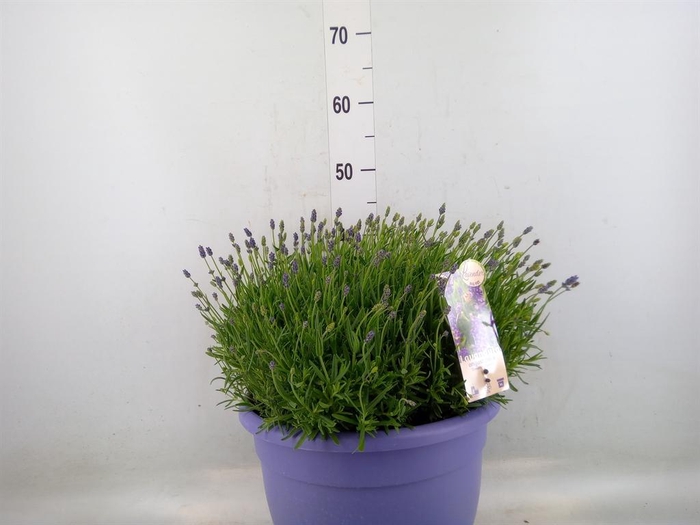 <h4>Lavandula angus. 'Essence Pure'</h4>
