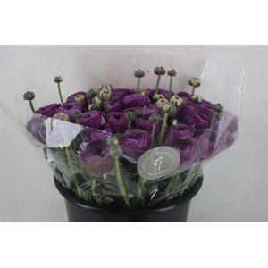 Ran Cloni Sup Nonno Antonio Parmela