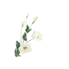 Lisianthus White