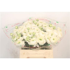 Ran.. Su Siberia Extra X50