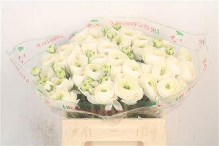 <h4>Ran.. Su Siberia Extra X50</h4>