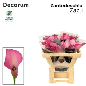 Zantedeschia zazu