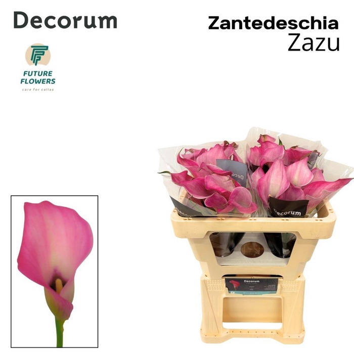 <h4>Zantedeschia zazu</h4>