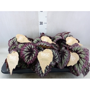 Begonia BD   ...