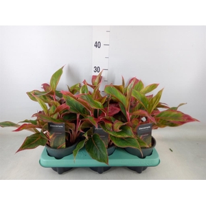 Aglaonema  'Crete'