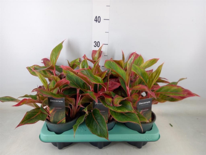 <h4>Aglaonema  'Crete'</h4>