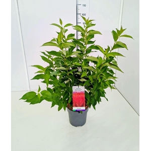 Cornus mas