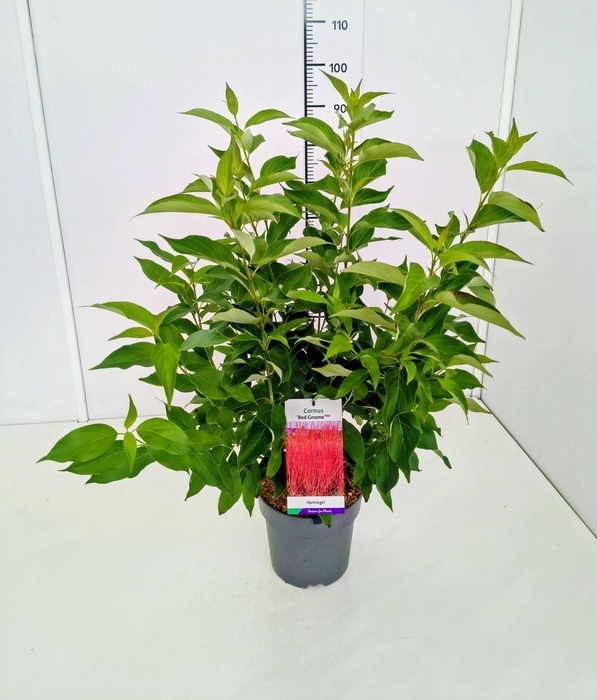 <h4>Cornus mas</h4>