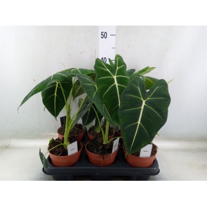 Alocasia   ...