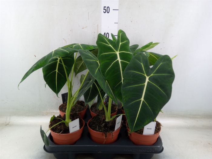 <h4>Alocasia   ...</h4>