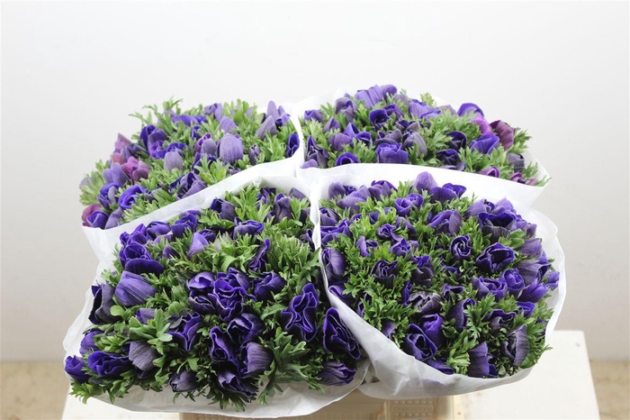 <h4>Anem Marianne Blue</h4>