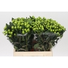 Hypericum Lucky Romance