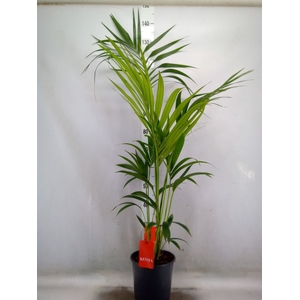 Howea forsteriana