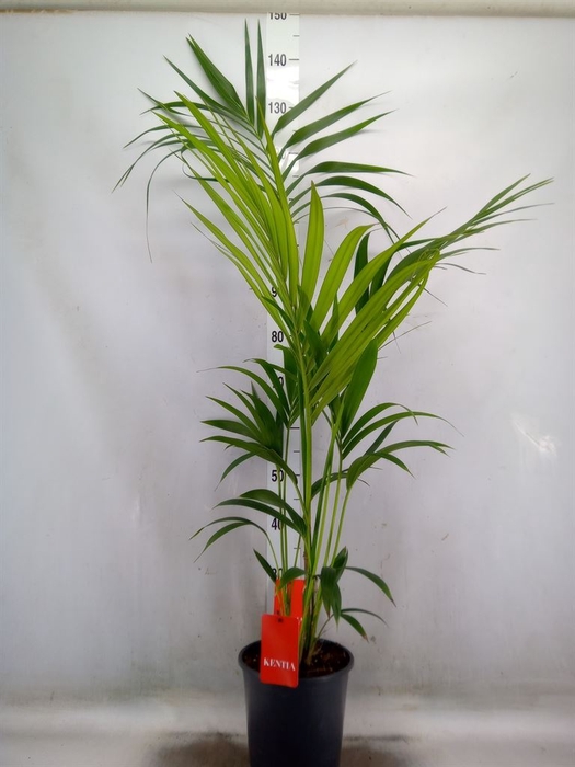 <h4>Howea forsteriana</h4>