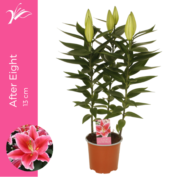 <h4>Lilium After Eight 13 cm (or. lelie)</h4>