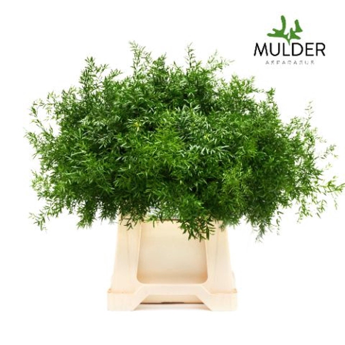 <h4>Asparagus dens. 'Cwebe'</h4>
