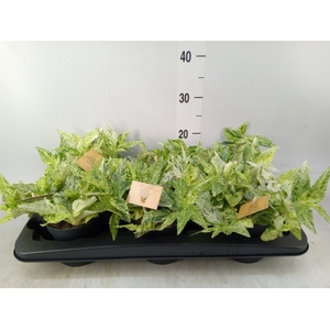 Pellionia repens