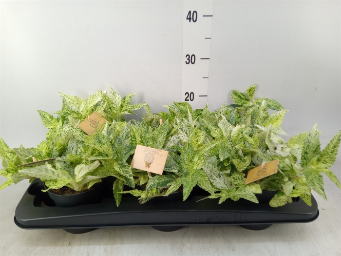 <h4>Pellionia repens</h4>