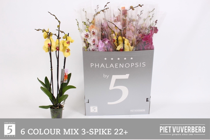 <h4>PHAL GEM 6 KL</h4>