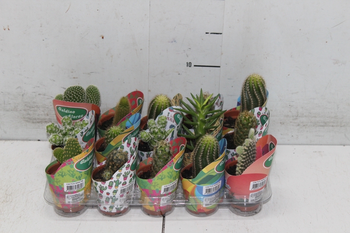 <h4>CACTUS MINI P06</h4>