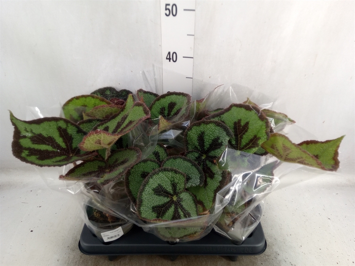 <h4>Begonia BD masoniana</h4>