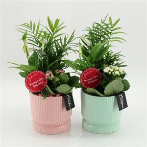 Arrangementen kamerplanten bloeiend H%