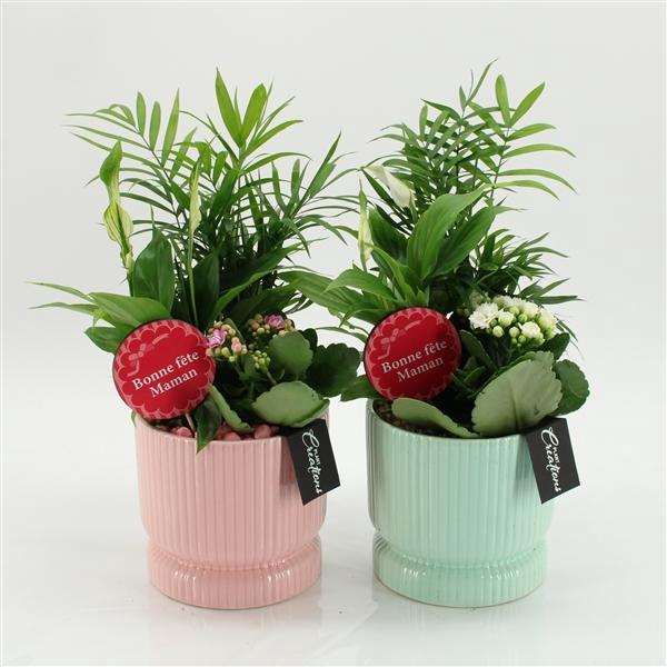 <h4>Arrangementen kamerplanten bloeiend H%</h4>