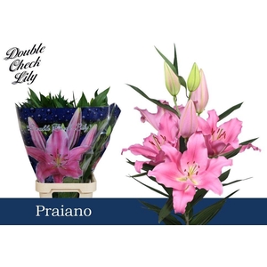 LI OR PRAIANO