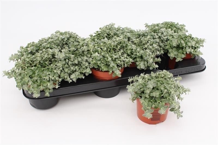 <h4>Helich Silver Mist</h4>