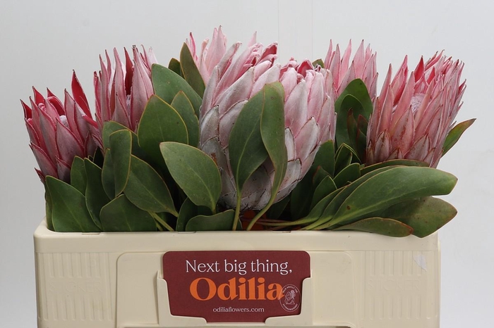 <h4>Protea Cynaroides</h4>