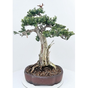 Taxus cuspidata, pot 45cm. Height 95cm. (single item)