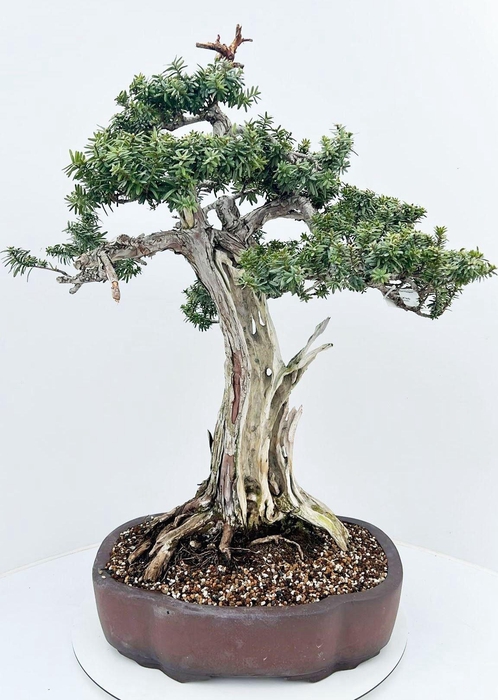 <h4>Taxus cuspidata, pot 45cm. Height 95cm. (single item)</h4>