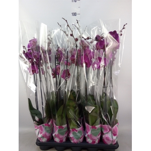 Phalaenopsis   ...lilac